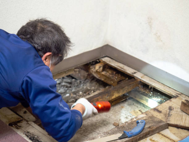 Best Toxic Mold Removal  in Thurmont, MD