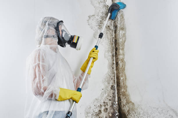 Best Attic Mold Removal  in Thurmont, MD