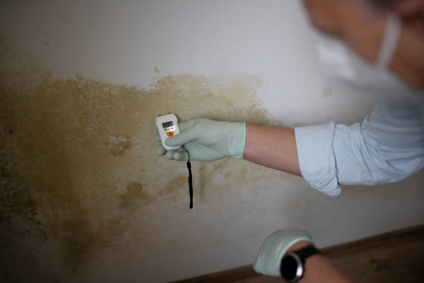 Best Mold Testing  in Thurmont, MD