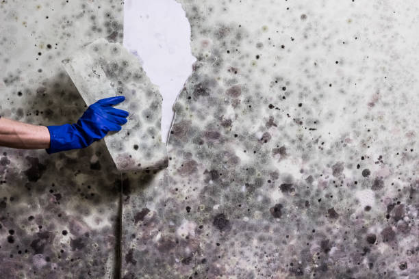 Attic Mold Removal in Thurmont, MD