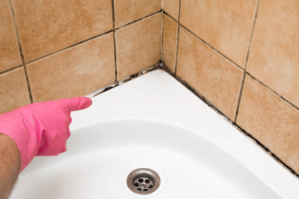 Trusted Thurmont, MD Mold Removal Experts